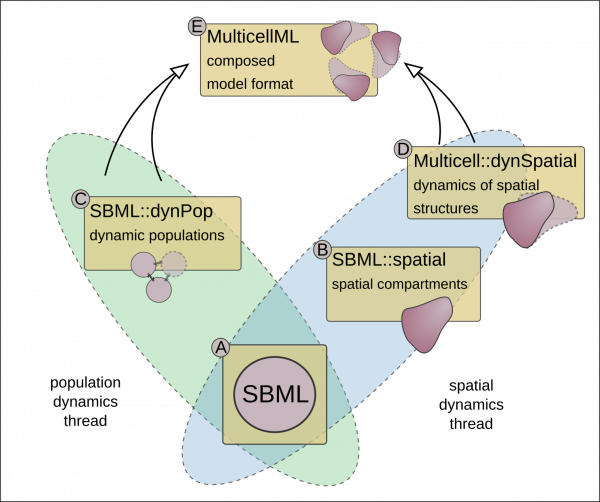 Concept of SBML extensions towards MultiCellML